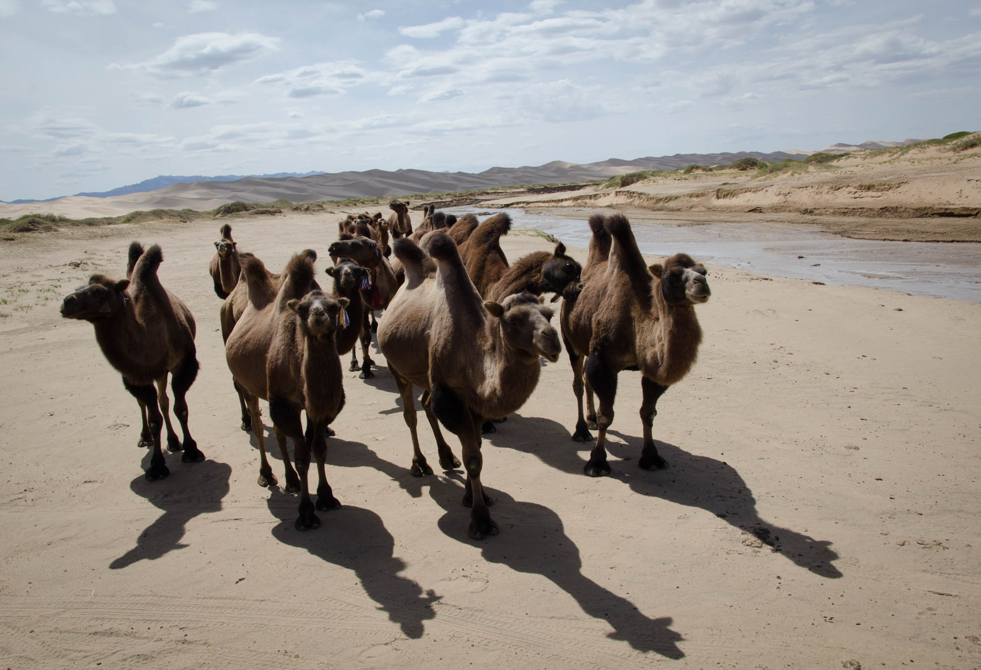 Curious camels