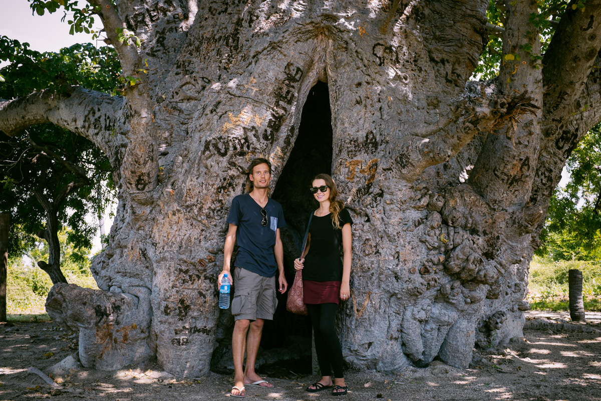 The great baobab tree