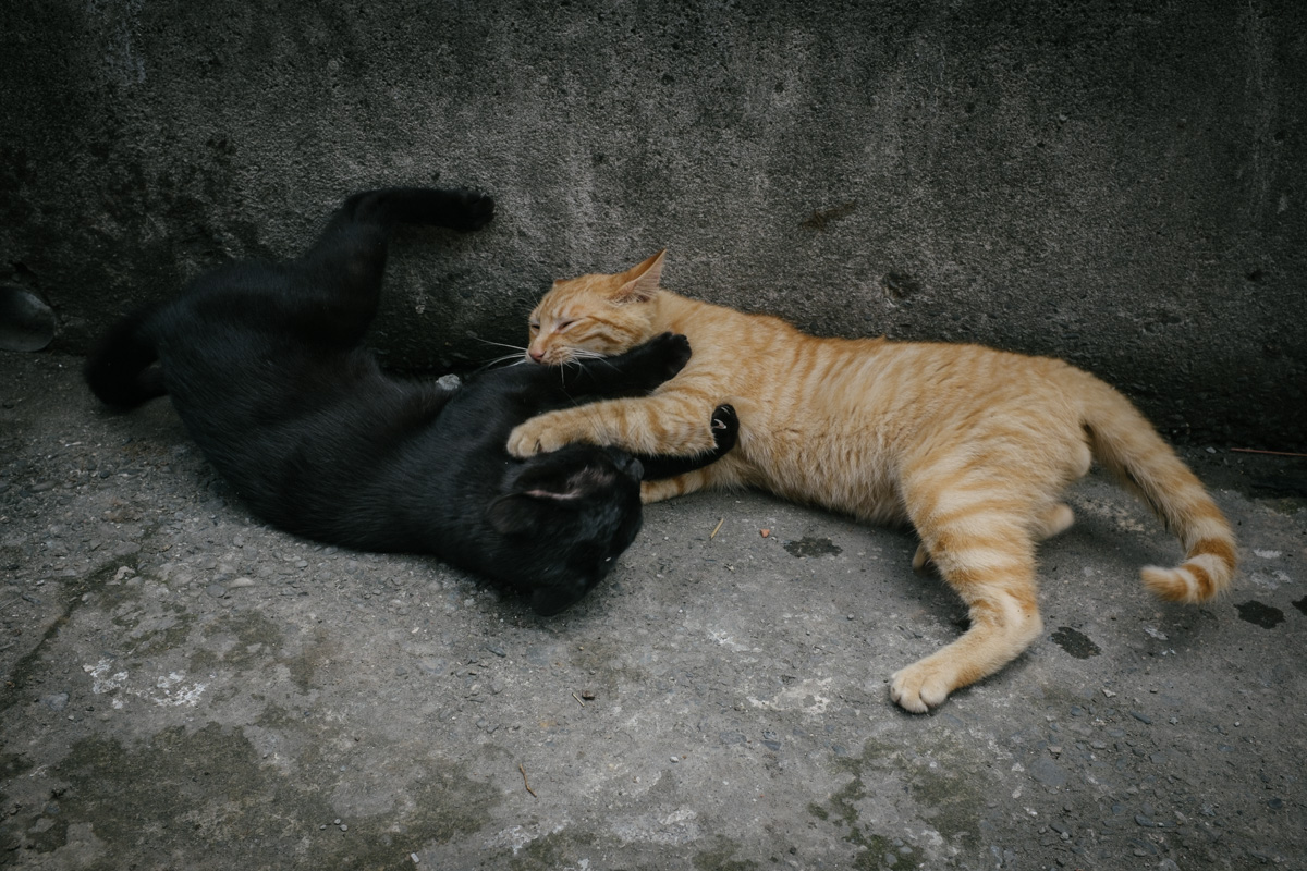 Yin and yang cats