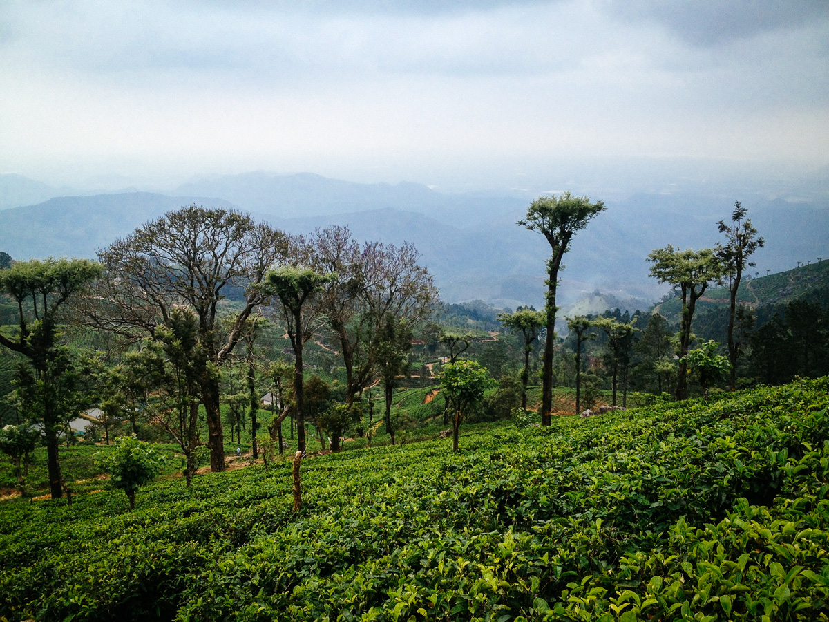Tea plantation near Haputale
