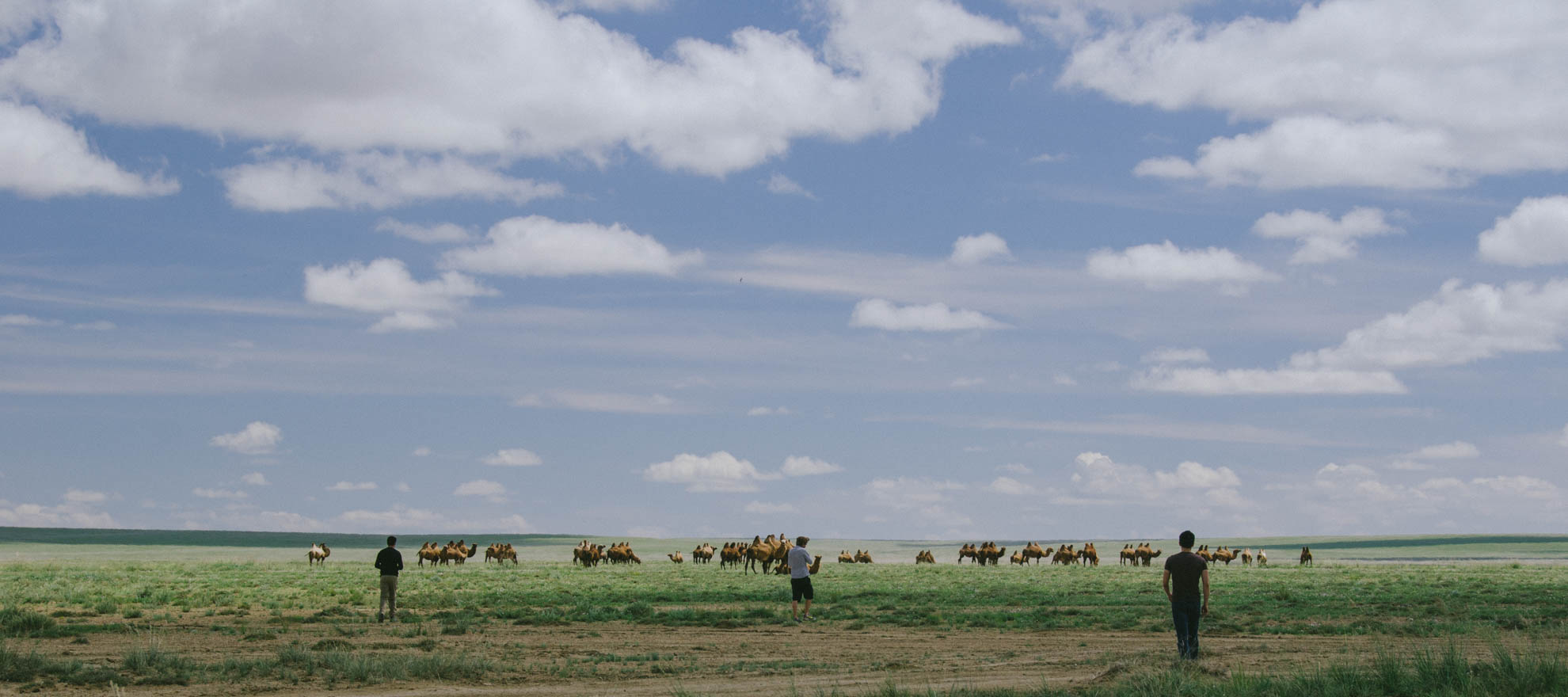 Camels and Sky