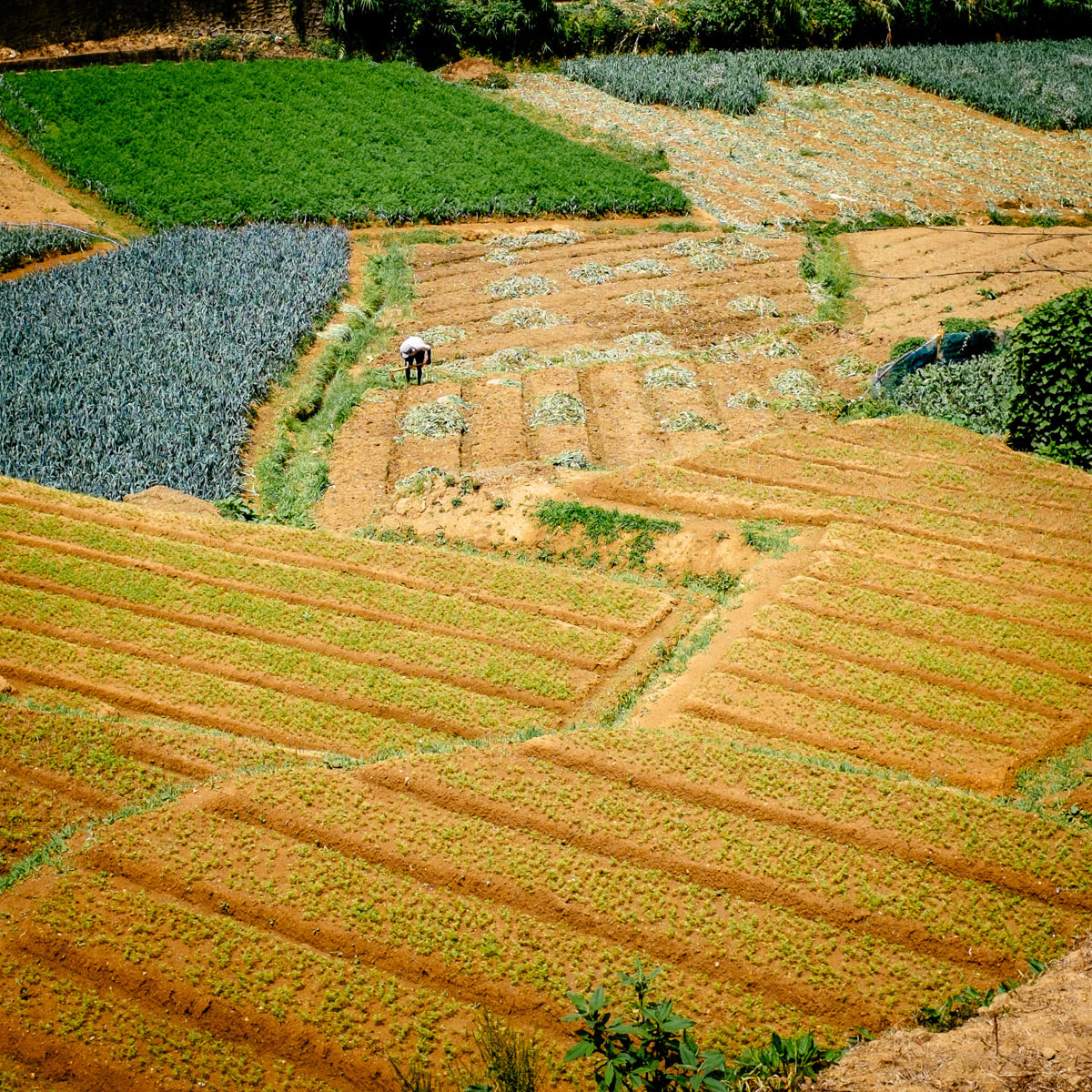 Colourful fields