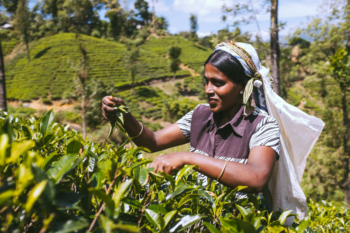 Tea Country