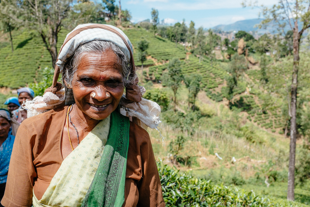 Tea pluckers at St. Clair Tea Estate