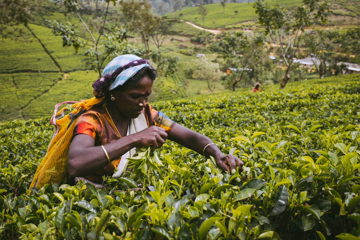 Tea Country