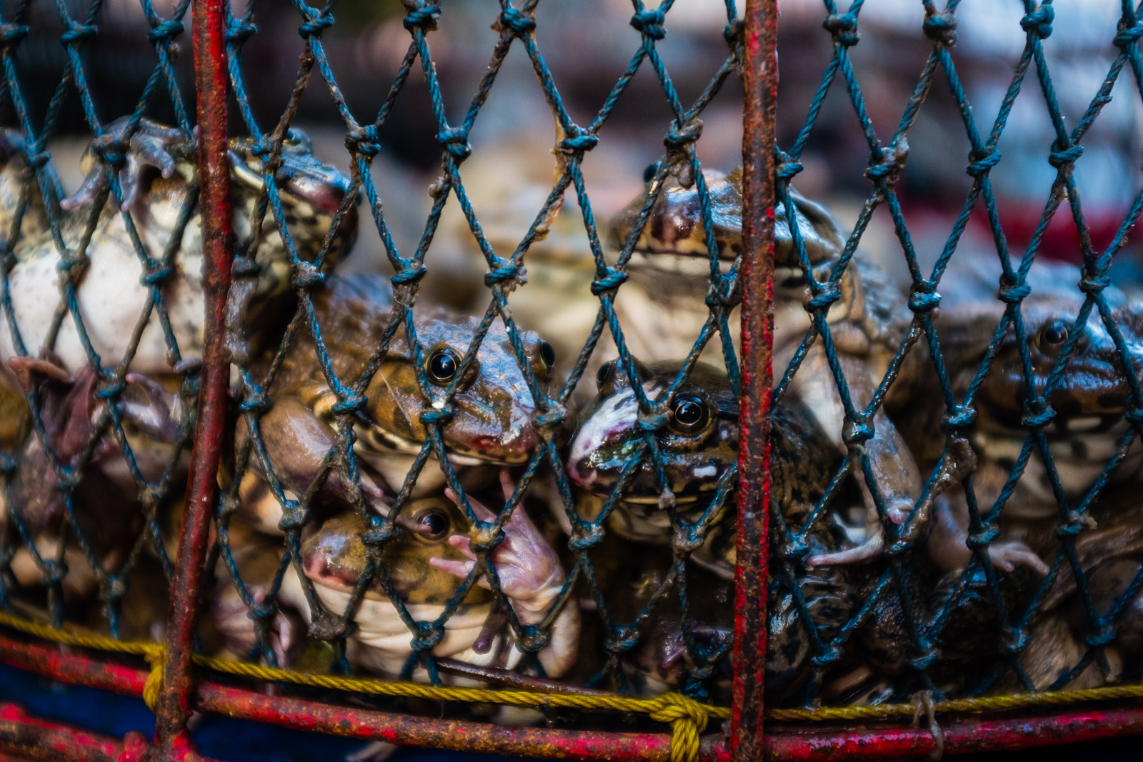 5AM Muang Mai Market